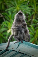 Hulman stribrny - Trachypithecus cristatus - Silvered leaf monkey or Silvery langur o9040